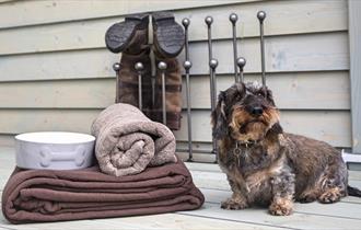 Image of a dog next to blanket and bowl
