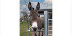 Donkey by the gate