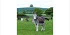 A donkey in a field, named Charlie