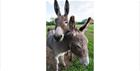 Image of two donkeys