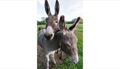 Image of two donkeys
