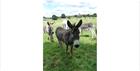 Donkeys in a field