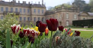 Tulips in front of an historic house