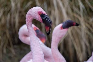 Lesser flamingos
