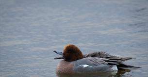 Wigeon duck on water 