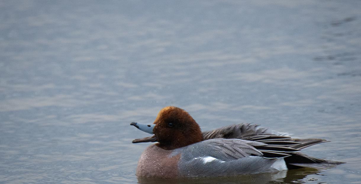 Wigeon duck on water