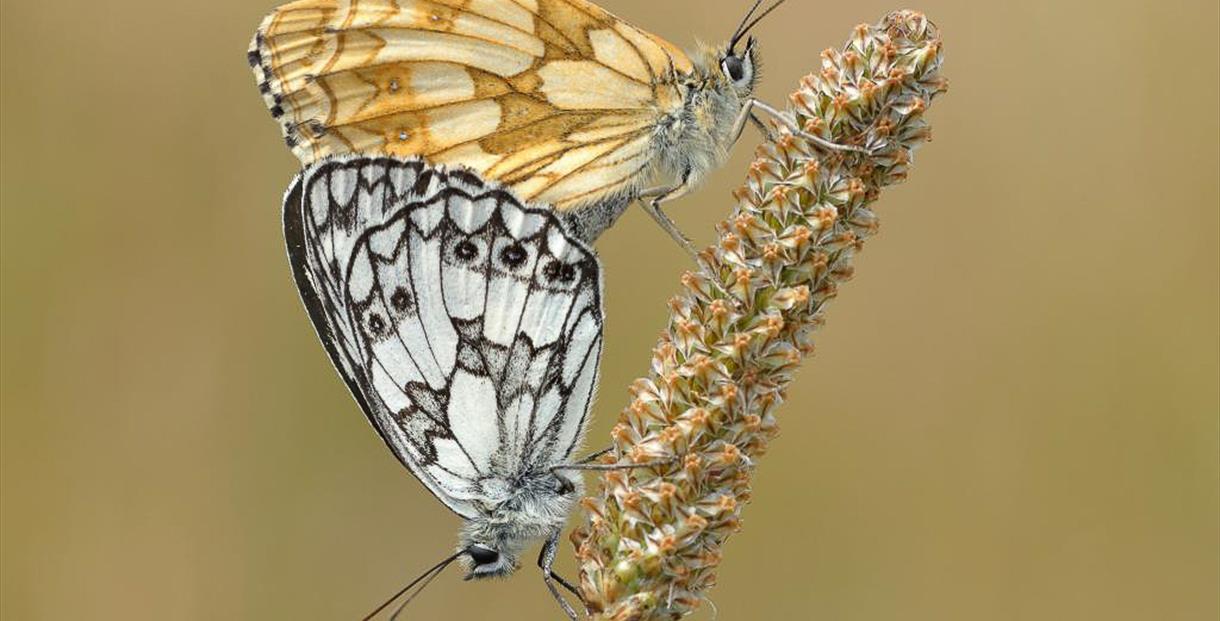 Marbled White butterflies