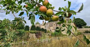 Apple tree with Snowshill manor in the background through the branches 