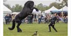 The Cotswold Show - horse