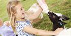 A girl bottle feeding a baby goat at Cotswold Farm Park