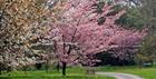 Spring blossom at Batsford Arboretum