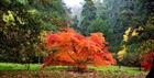 Autumn colour at Batsford Arboretum