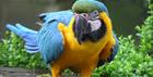 Macaw parrot at Birdland Park and Gardens