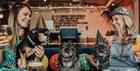Three dogs enjoying a BrewDog dog party