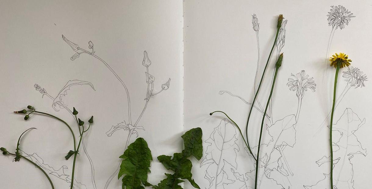 Flowers and sketches of flowers on paper