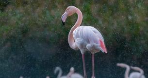 Flamingo in the rain (photo Sarah Freeman)
