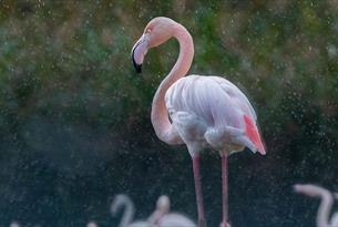 Flamingo in the rain (photo Sarah Freeman)
