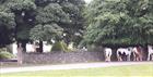 Cotswold Horse Tours in Minchinhampton Common