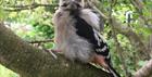 Woodpecker in tree