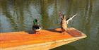 Two ducks on a punt