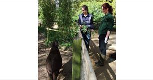 Cotswold Wildlife Park & Gardens Keeper Experiences