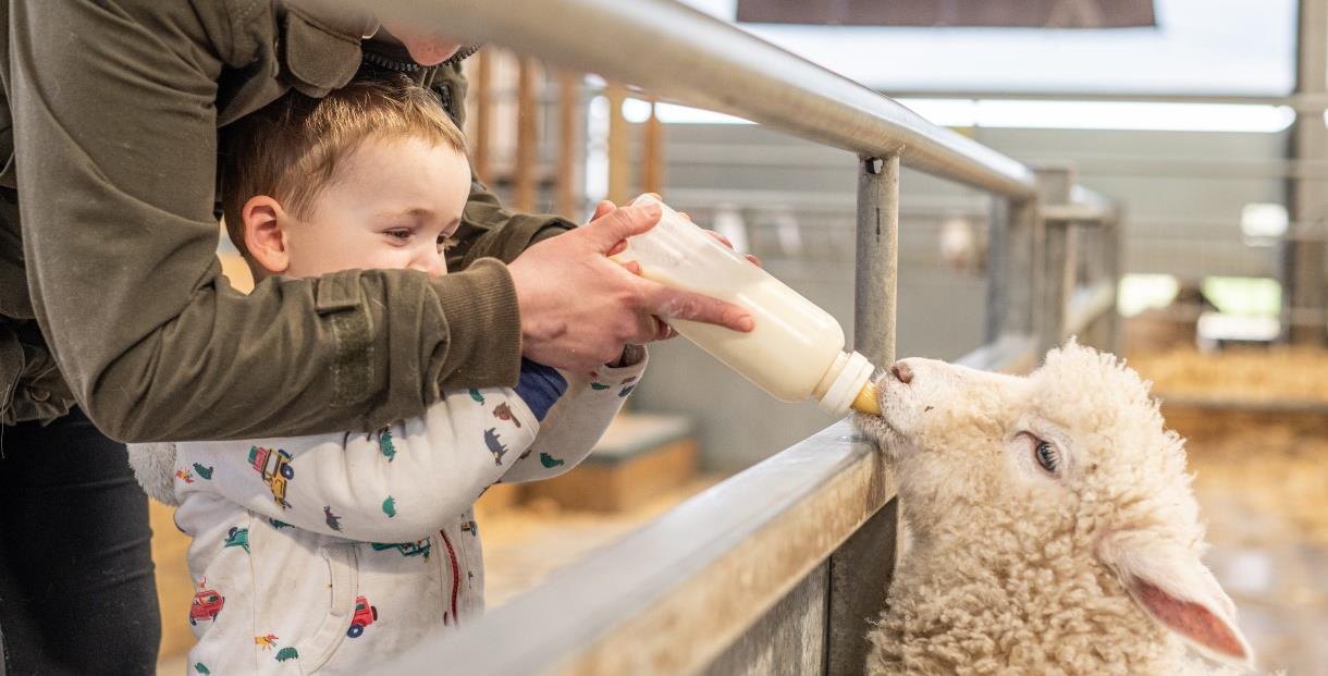 Little boy bottle feeding a lamb