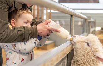 Little boy bottle feeding a lamb