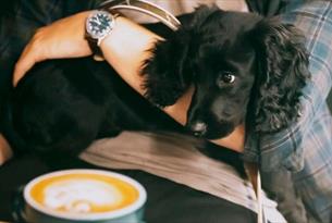 Black puppy sat on its owner's lap, in front of a coffee