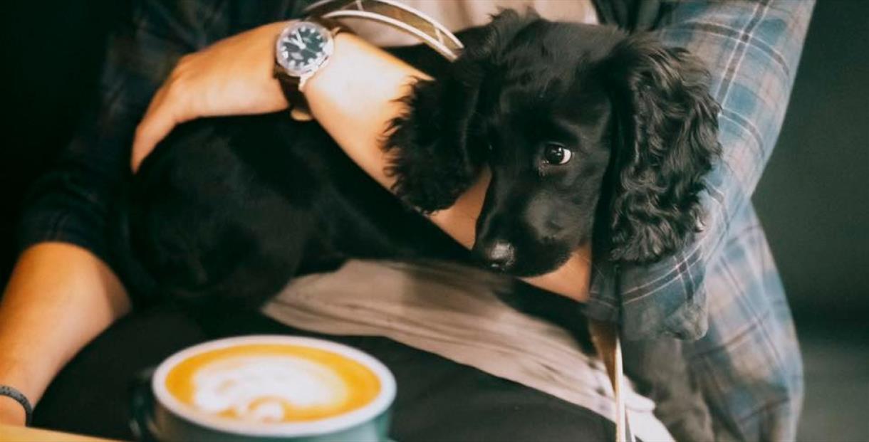 Black puppy sat on its owner's lap, in front of a coffee