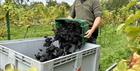 Poulton Hill vineyard collecting the grapes