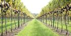 Vines growing - Poulton Hill Vineyard