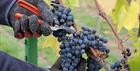 Picking the grapes - Poulton Hill Vineyard