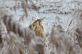 Winter Wildlife Photography