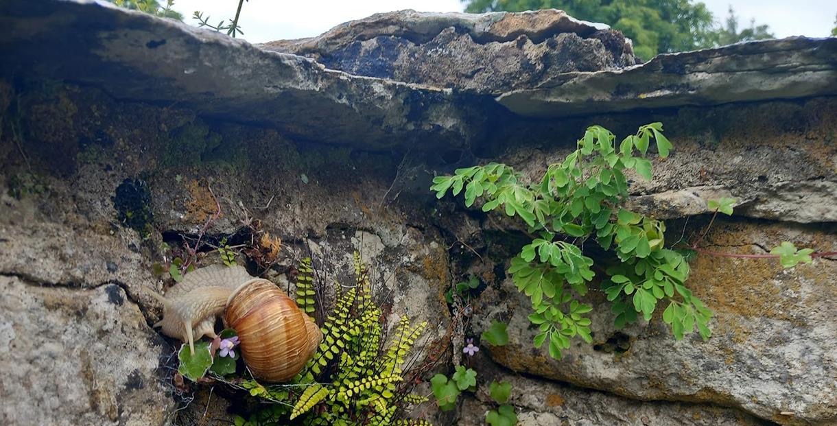 Roman Snail on Chedworth's ancient walls (photo James Ball)