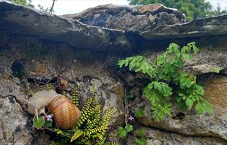 Roman Snail on Chedworth's ancient walls (photo James Ball)