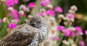 A bird sleeping with purple flowers in the background.
