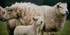 Lambs born at Cotswold Farm Park