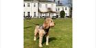 Beautiful dog standing outside Milton Hill House in the sunshine