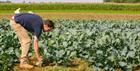 A man picking vegetables in the field at Millets Farm Centre