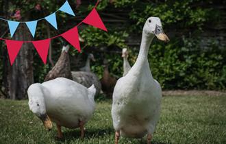 Two ducks with bunting