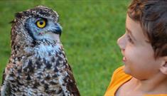 A boy and an owl