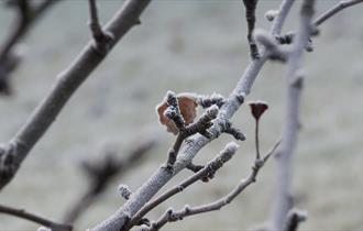 buds on tree branch in winter time