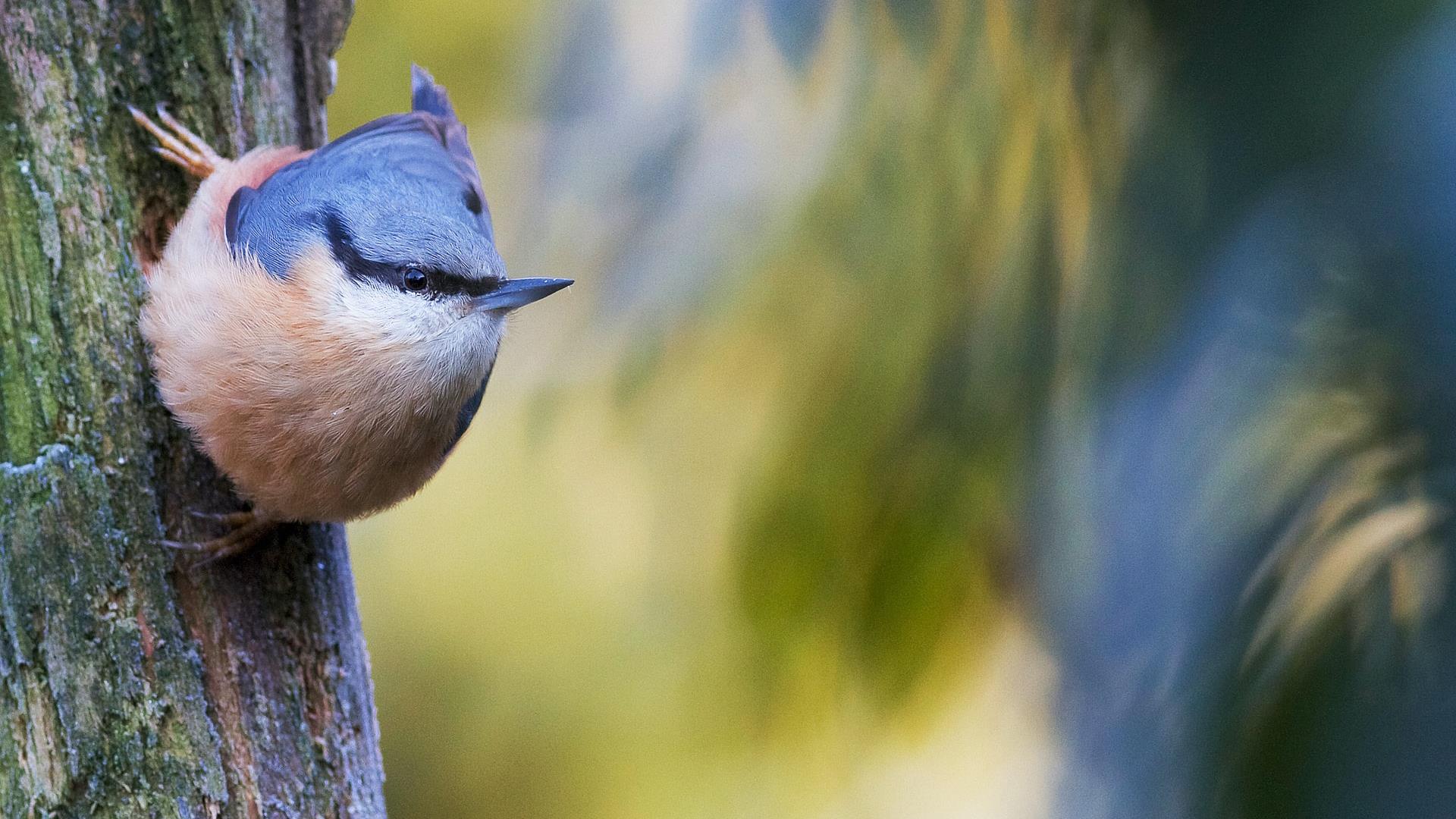 Most Beautiful Bird Songs - Birds singing in the forest 