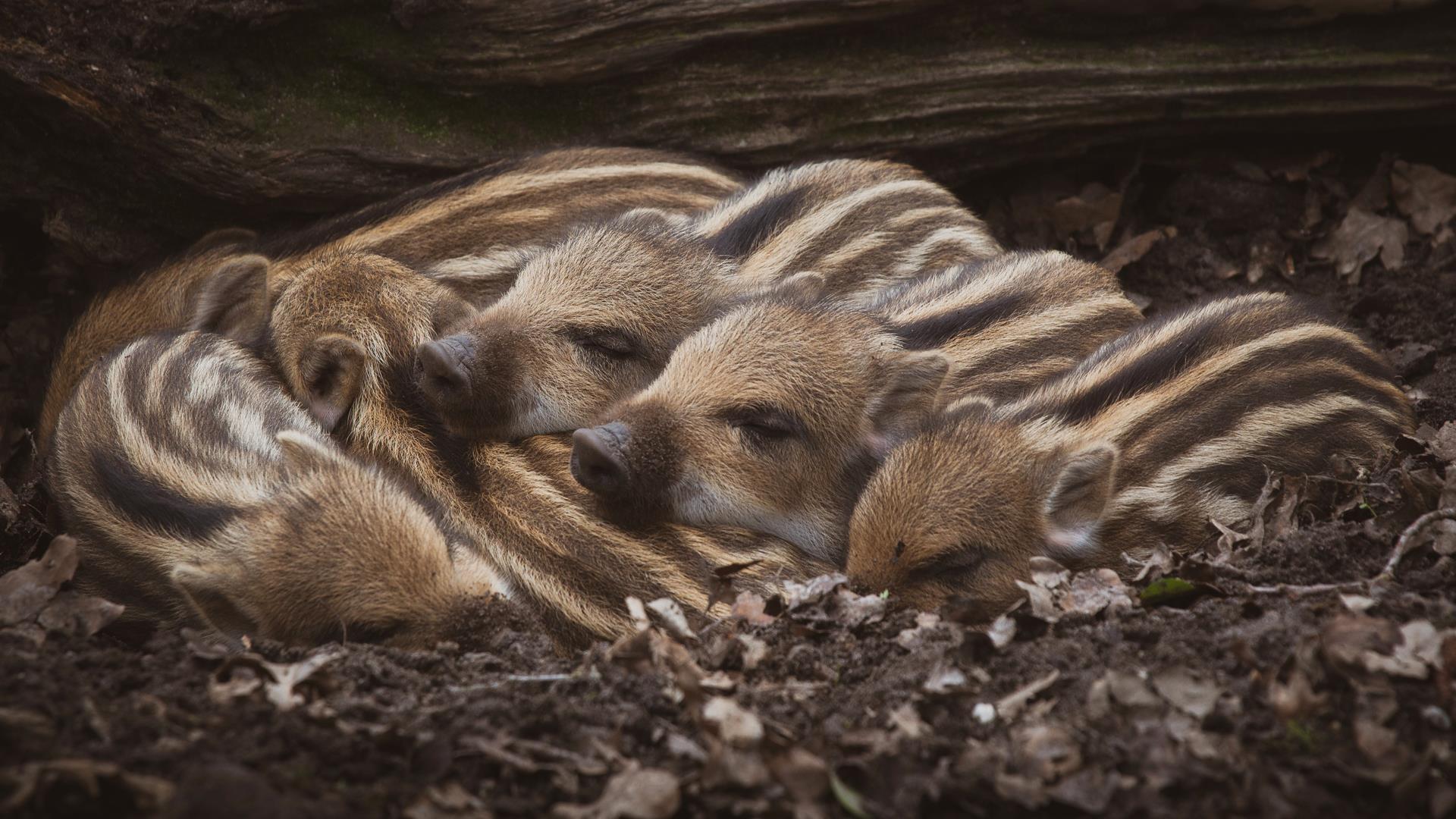 Boar - Visit Dean Wye