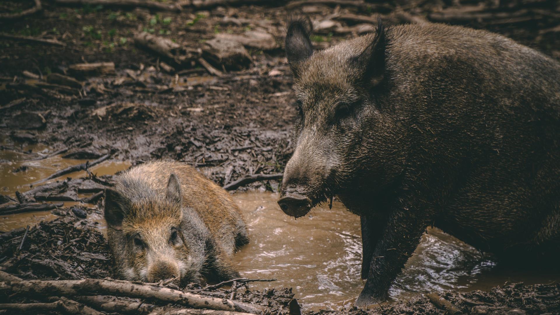 Boar - Visit Dean Wye