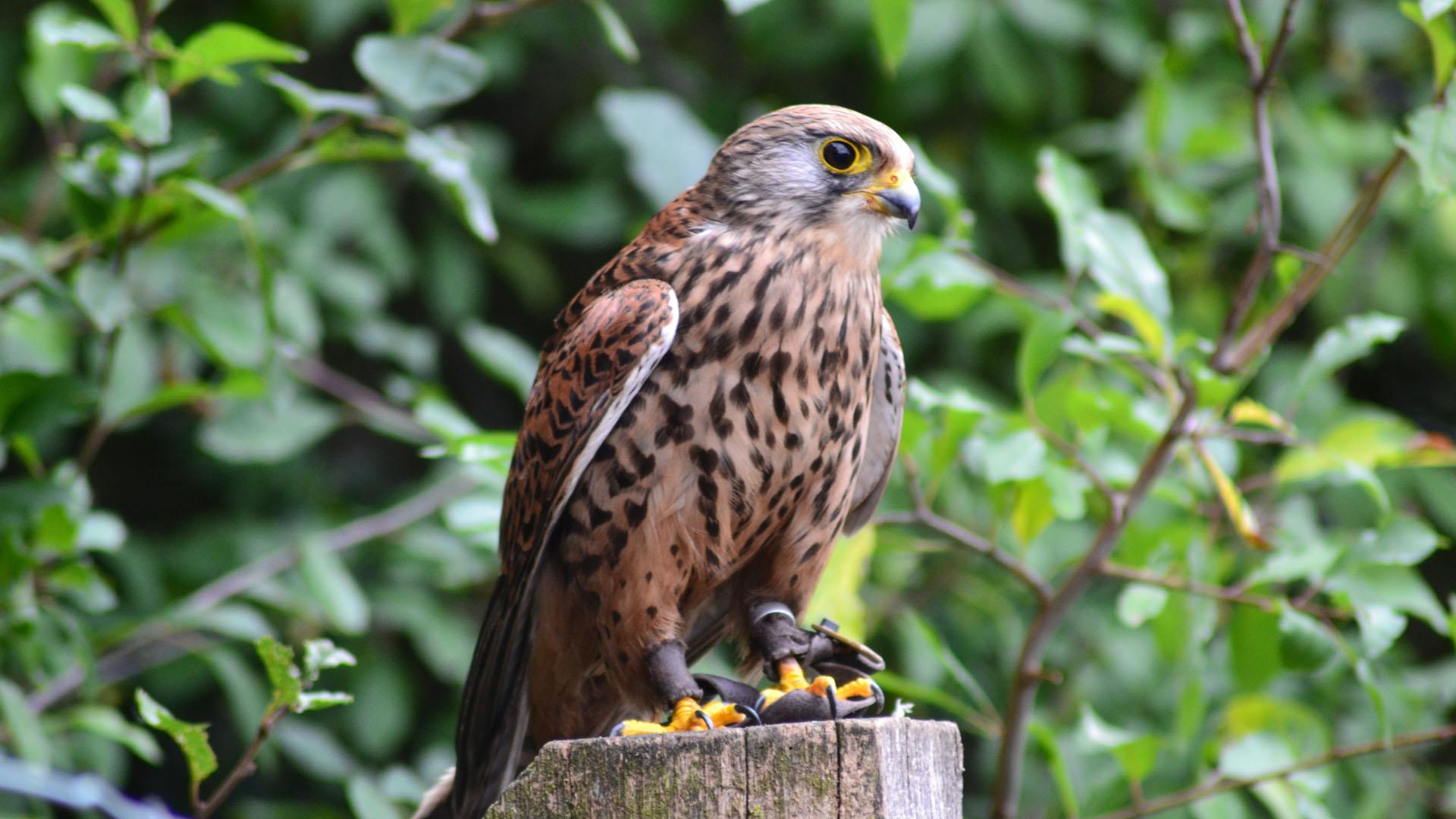 The International Centre for Birds of Prey - Animals & Nature in Newent,  Gloucester - Visit Gloucester