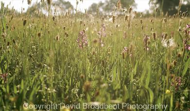 Spring meadows