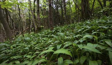 wild garlic, Wye Valley, Ross on Wye, Photography school, photoschool, lessons, training, River Wye, landscape, copyright