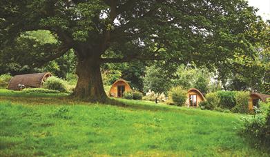 Whitemead Forest Park - Glamping Pods