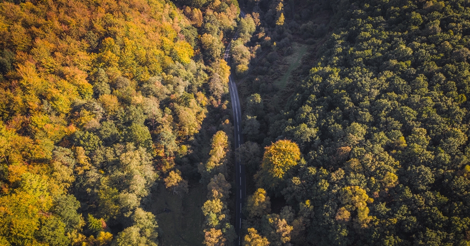 Autumn: Our Guide to Autumn Colours in the Forest of Dean and Wye Valley